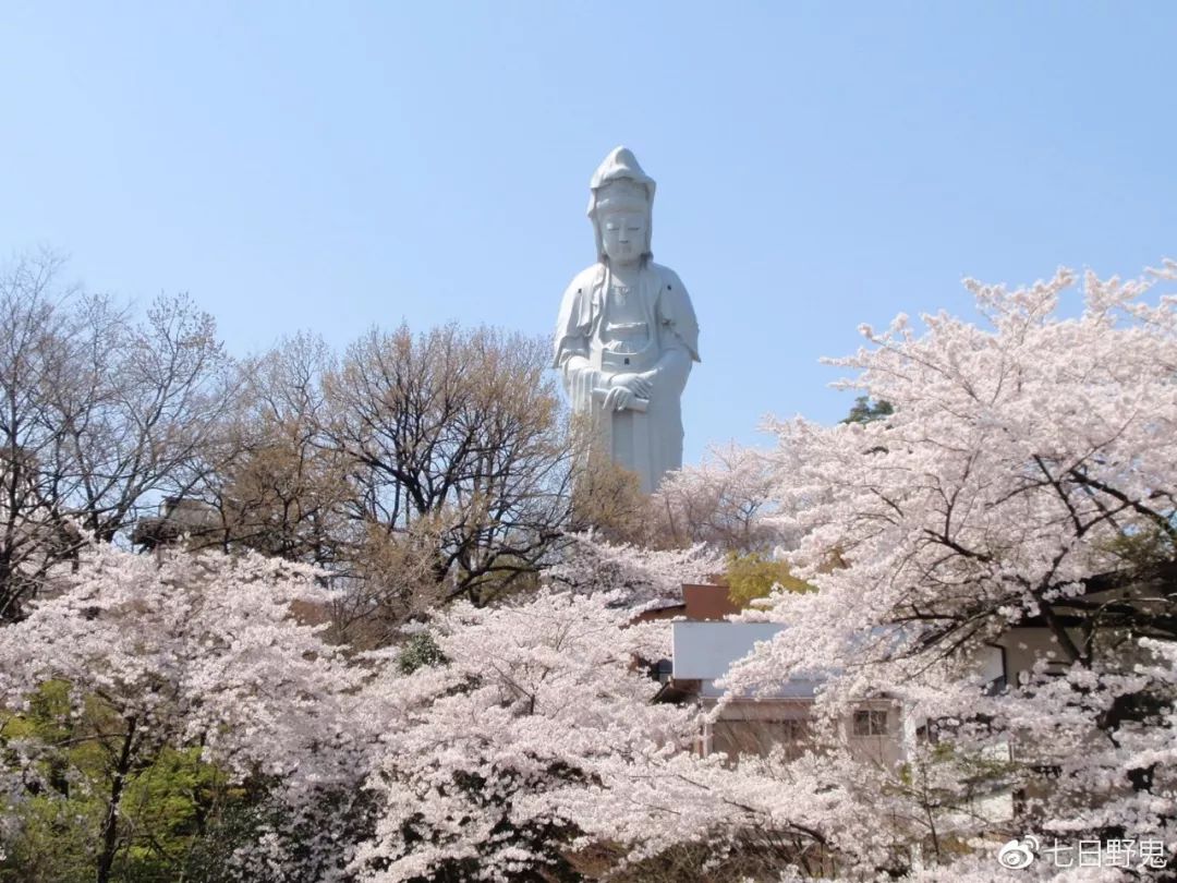 2019年日本大赏排行榜,2018全日本赏樱花旅游攻略