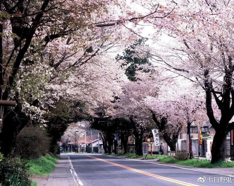 2019年日本大赏排行榜,2018全日本赏樱花旅游攻略