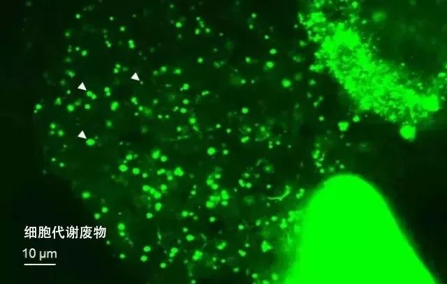 中国国货进入日本,日本国货之光