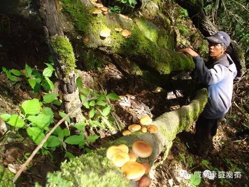 即刻出发旅游怎么样,康县自由行攻略