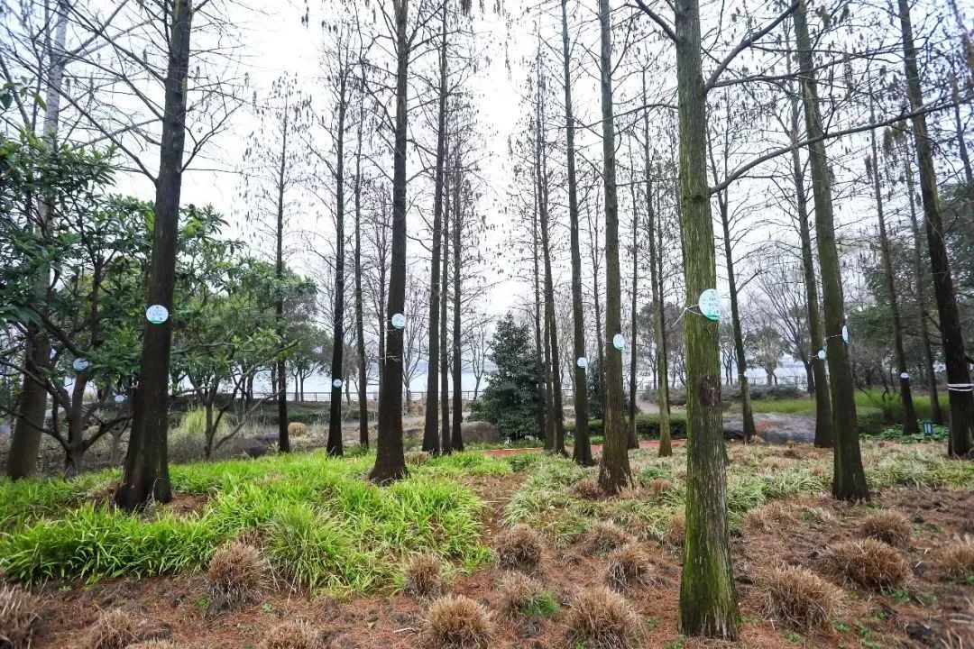 上海黄浦江旁边的公园,黄浦江边上的公园