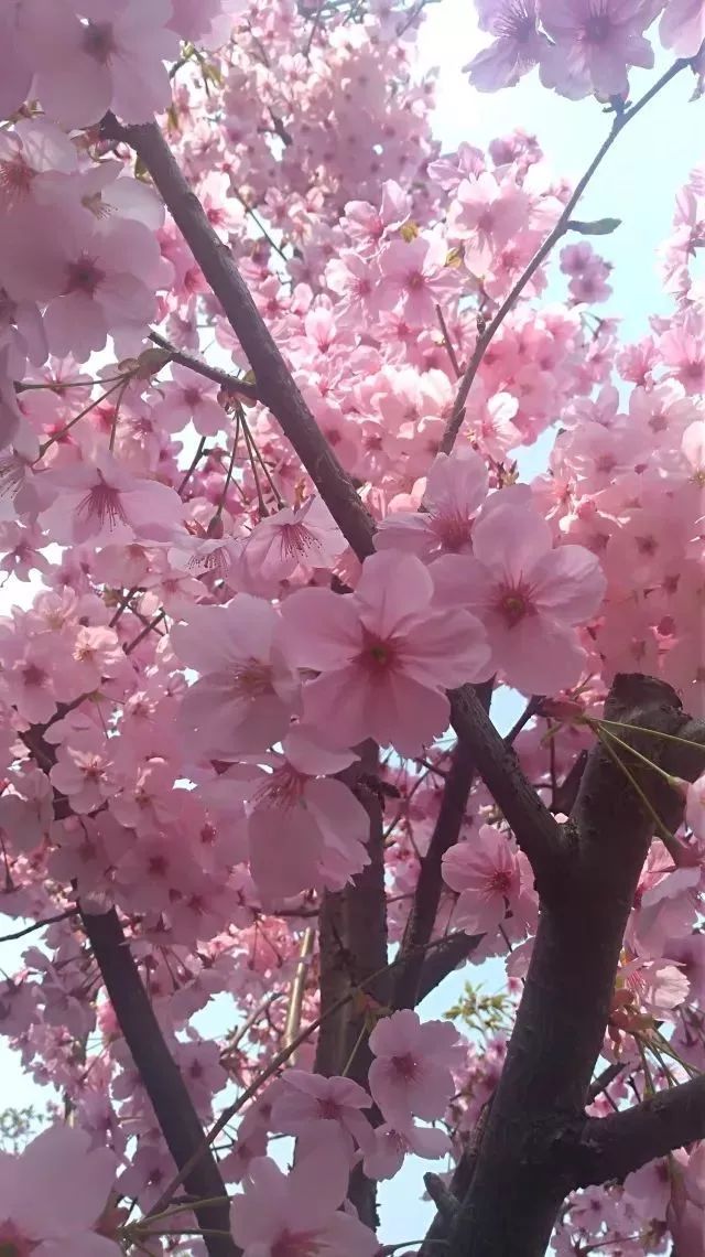 上海黄浦江旁边的公园,黄浦江边上的公园