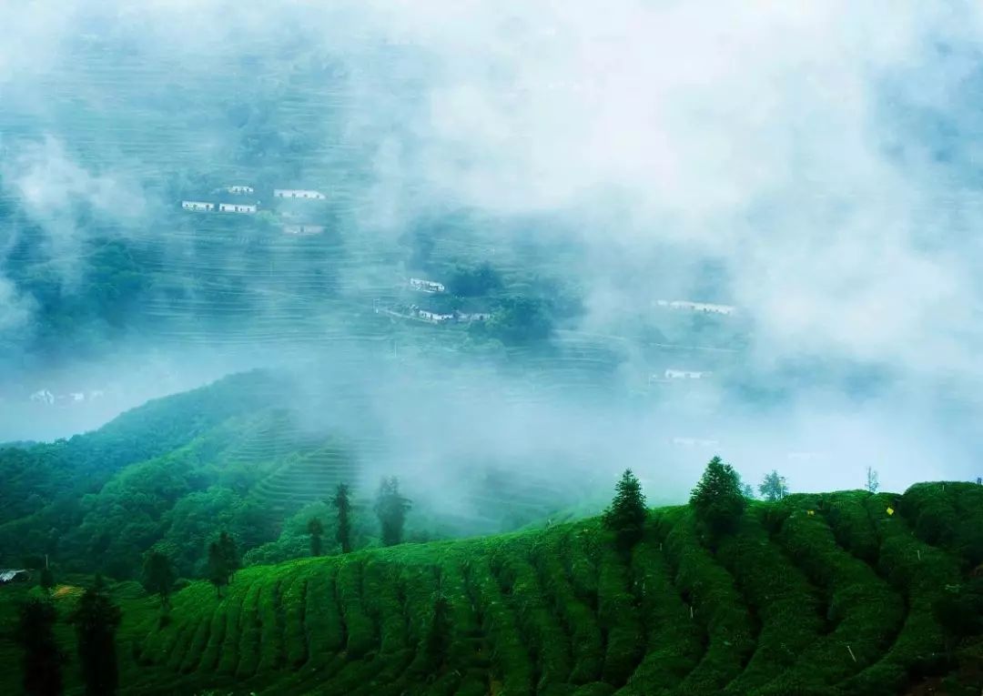 风月无边,茶事正好!这几座茶园里,藏着湖北最美的春天