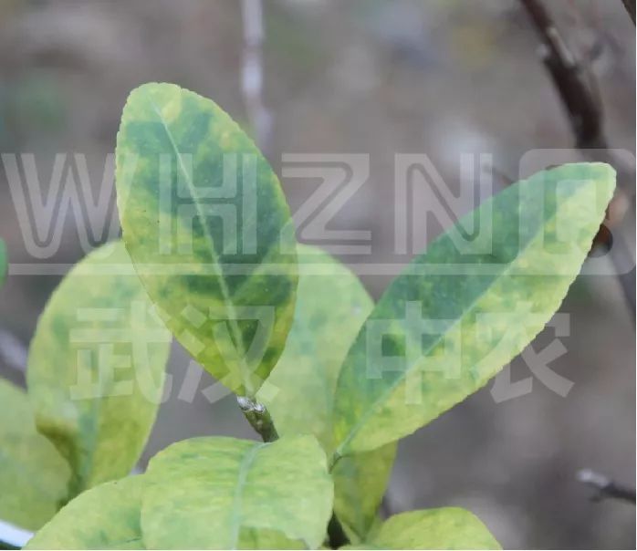 预防黄龙病有什么禁用药吗,沃柑黄龙病用什么药预防