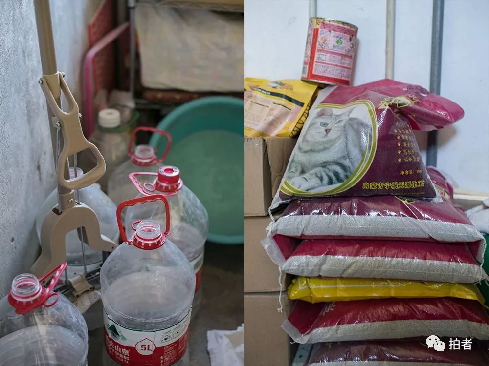 养40只流浪猫建新家,家里有18只流浪猫