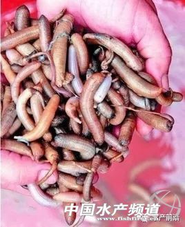 虾的养殖1亩利润有多少,虾价低迷