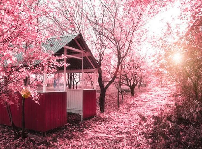 日本有关樱花的照片,日本最美樱花图