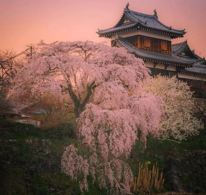 日本有关樱花的照片,日本最美樱花图