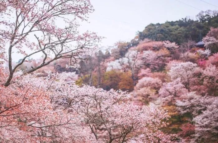日本有关樱花的照片,日本最美樱花图