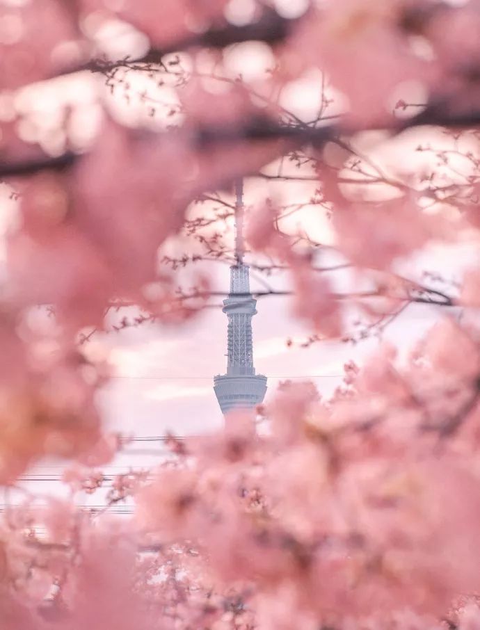 日本有关樱花的照片,日本最美樱花图
