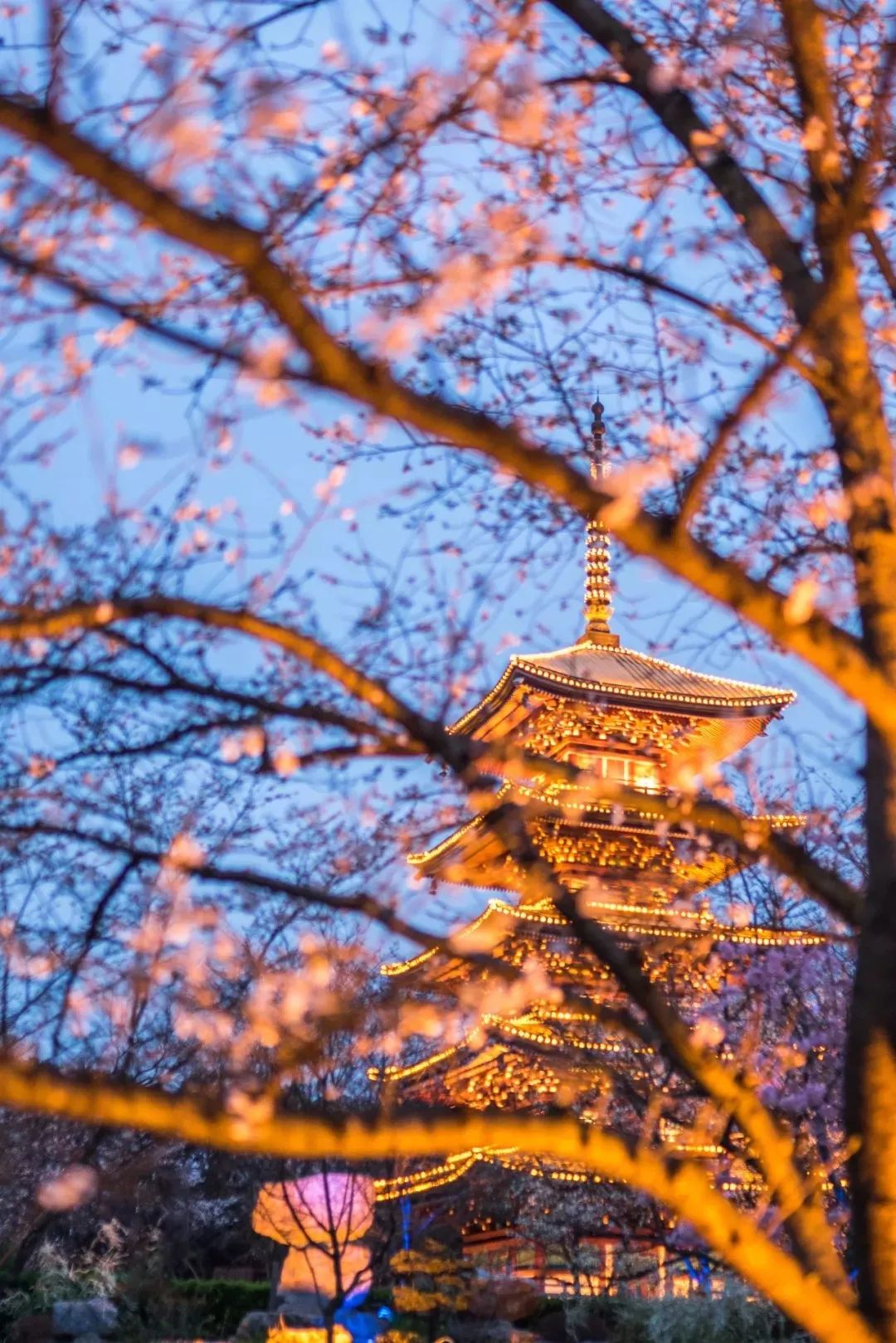 央视武汉樱花,央视新闻一起来看武汉樱花