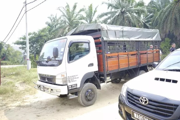 马来西亚猫山王详细攻略,尝一口香甜的马来西亚猫山王