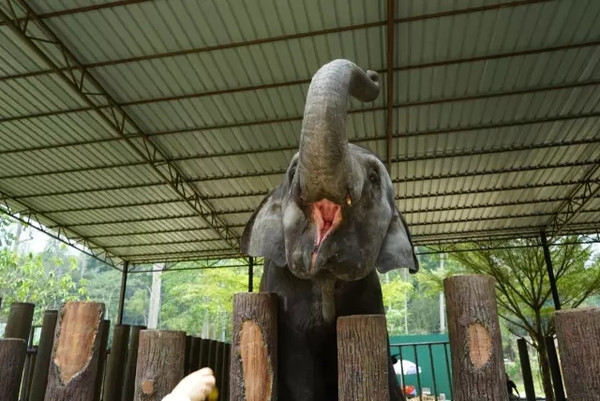 马来西亚猫山王详细攻略,尝一口香甜的马来西亚猫山王