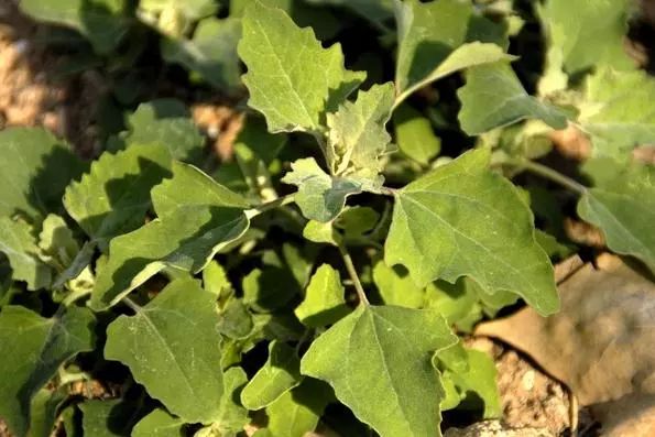 吃了街边买的“青菜”,一家三口急送医!这些菜清明常出没…