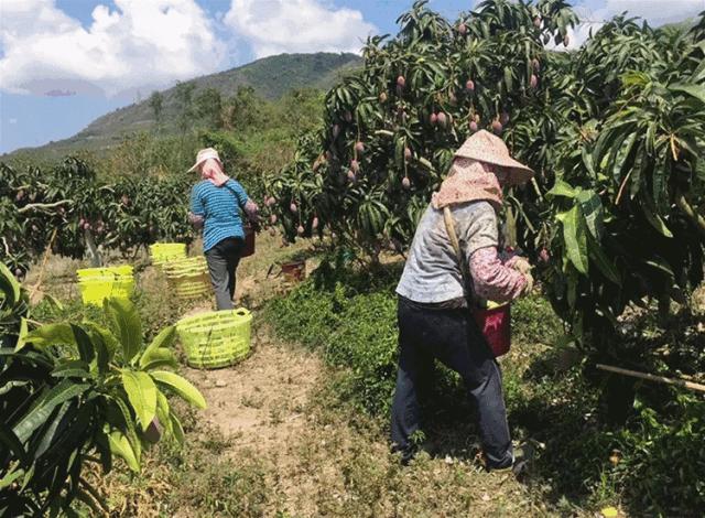 吃货推荐好吃的水果,香甜多汁海南贵妃应季水果