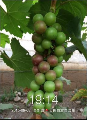 C位出道！嘉美好“藻精灵”正宗的海藻高塔复合肥，赶快报名免费尝鲜啦