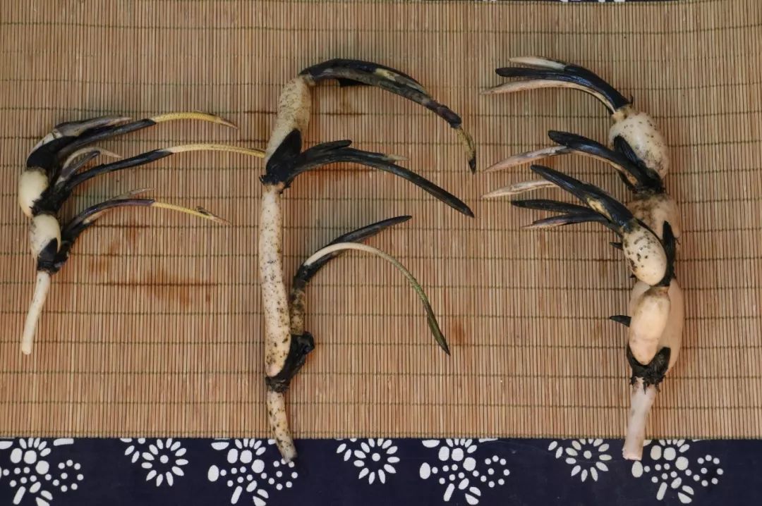 碗莲苗烂茎叶子怎么办,碗莲幼苗期各种病症解决法