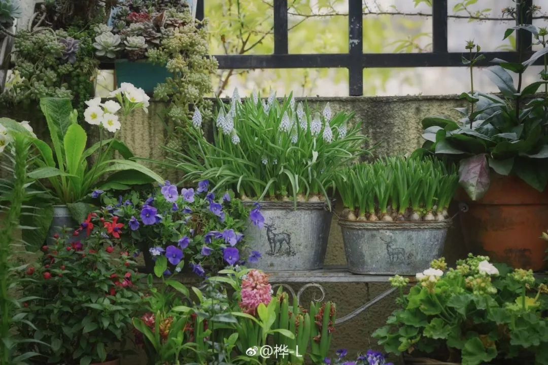 麻宁推荐|中国最时尚的未来花世界，拍照太出片了！