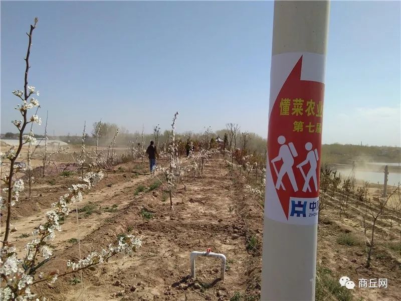 “懂菜农业”杯第七届黄河故道湿地花海徒步穿越路标已布置完成，快来认识一下！