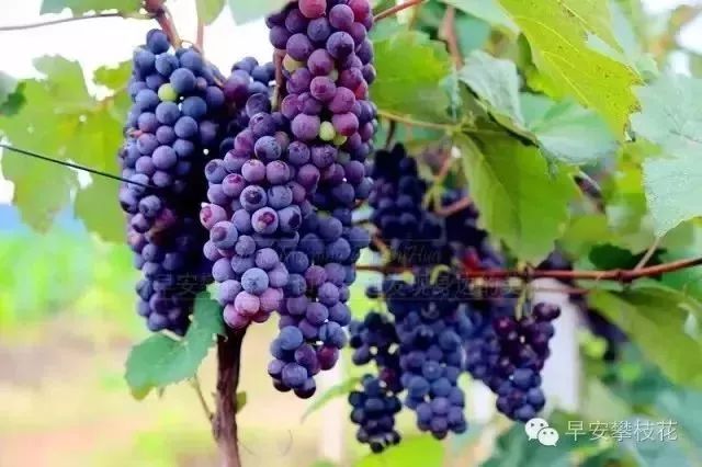 友好互推|攀枝花的吃货嗨起来!这11种水果将要排队上市啰!(内附时间及地点)