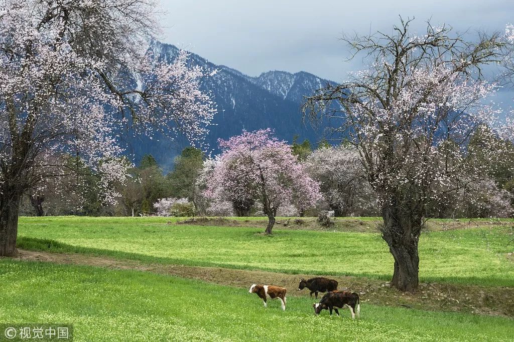 最适合清明旅行的20个地方,清明小长假适合哪里旅游