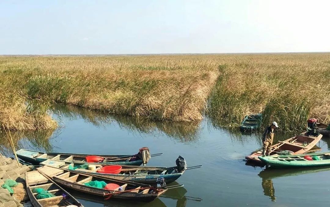 结棍！这个春天，是崇明撑起了魔都的体面！