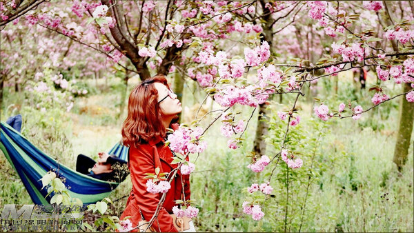 鲜花搭台经济唱戏:“赏花游”带来了什么“钱”景?