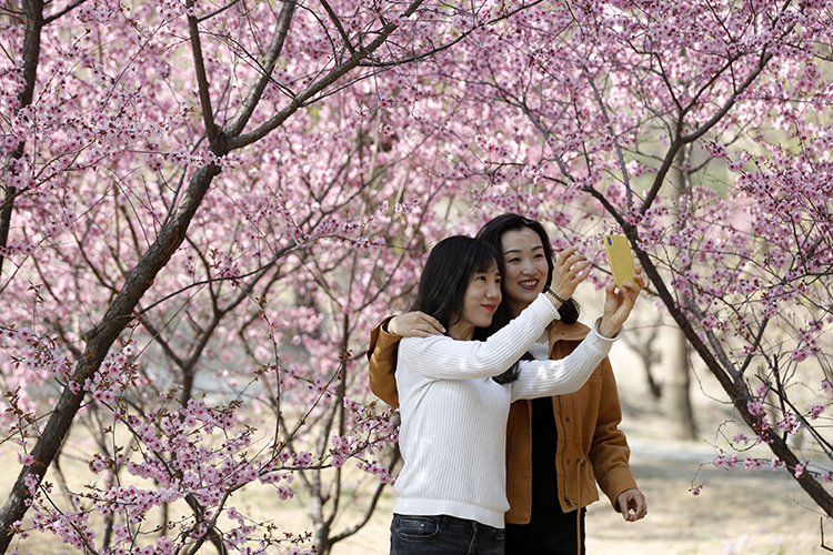 香山公园山花烂漫,香山公园最佳观赏地