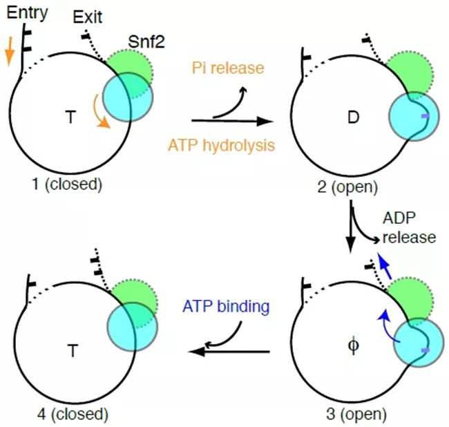 机械前沿领域的科研成果,盘点医学界前沿十大科研成果