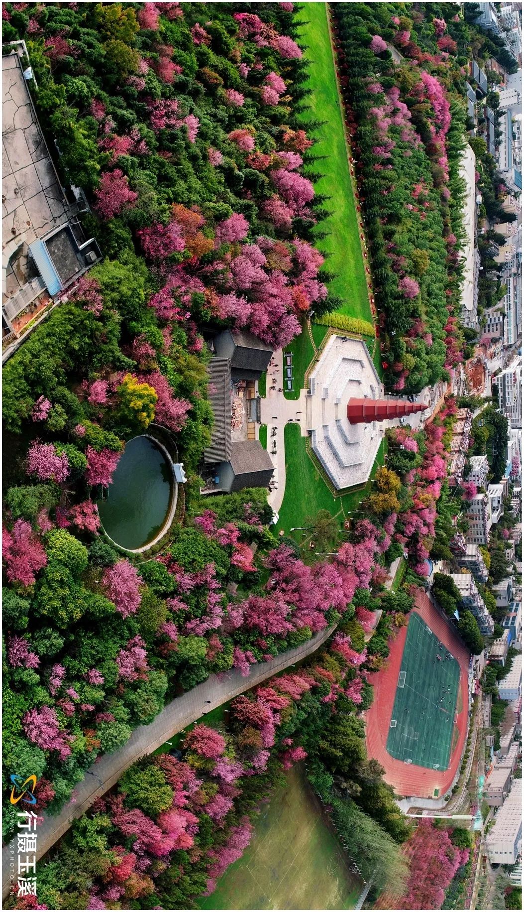 哇家玉溪是个大花园!处处可赏花,步步皆是景!