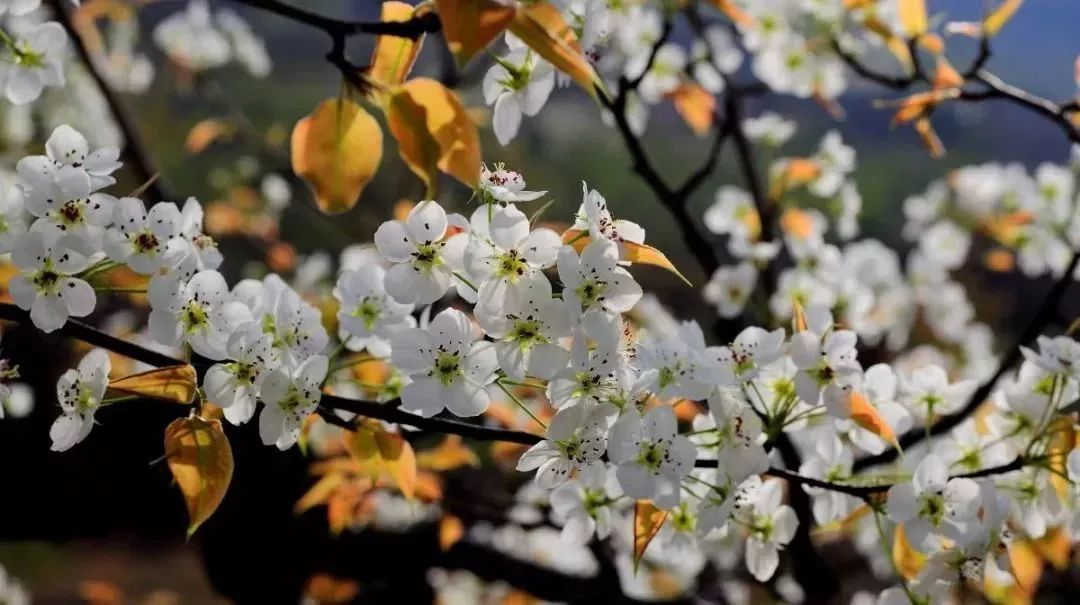 最新通告!清明假期,河北这些地儿不能去,因为……