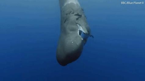 这一回，用了86年的“鳄鱼logo”再次被换，只为保护濒危动物！网友：这是2019年最棒的公益