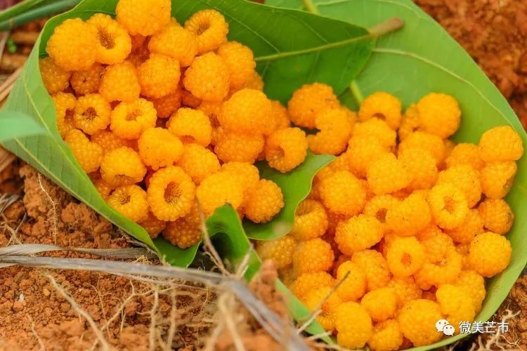 踏青赏花好时节与你共赴大自然,赏春踏青好时节