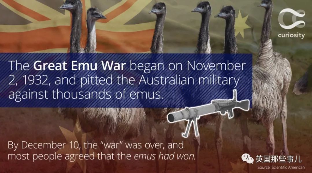 棕熊参军打仗，猫咪击败一支*队军**...真实的历史故事比小说脑洞更大