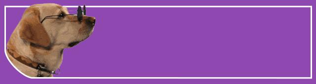 狗狗拉肚子怎么喂狗食,狗狗拉肚子怎么快速止泻最有效