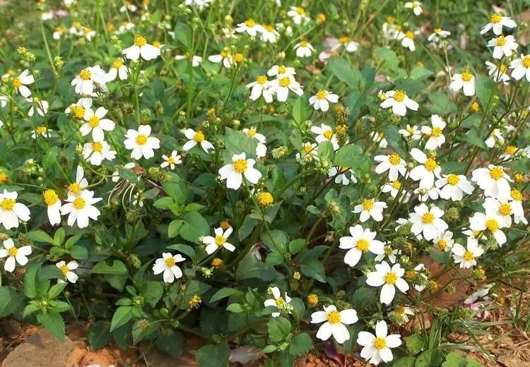 番禺最有代表性的植物是什么,农村到处都有的这种草竟然是个宝