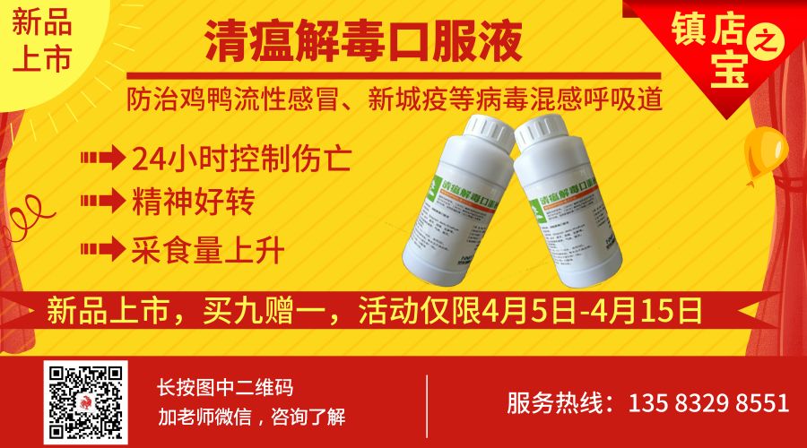 未来两个月肉鸡行情分析,关注肉鸡行情变化规避积压