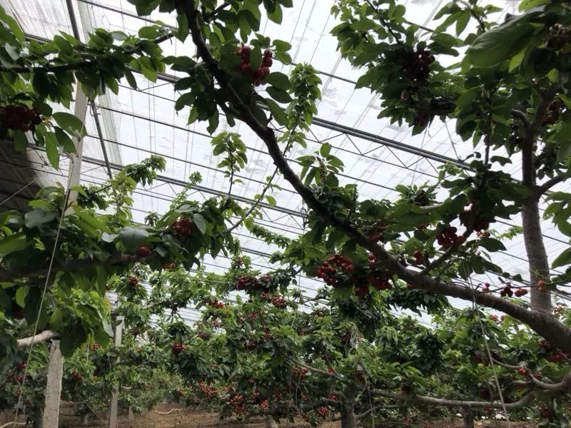 前国门安琦家的樱桃又来啦！为了孩子，他用守护球门的双手，种出了汁多甘甜的超好吃樱桃