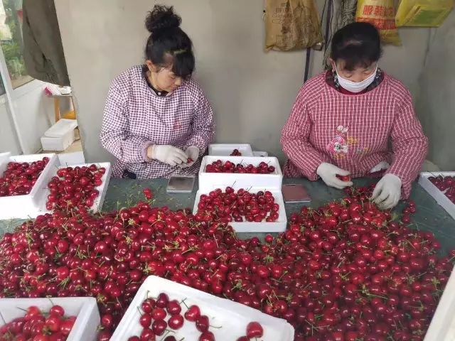 前国门安琦家的樱桃又来啦！为了孩子，他用守护球门的双手，种出了汁多甘甜的超好吃樱桃