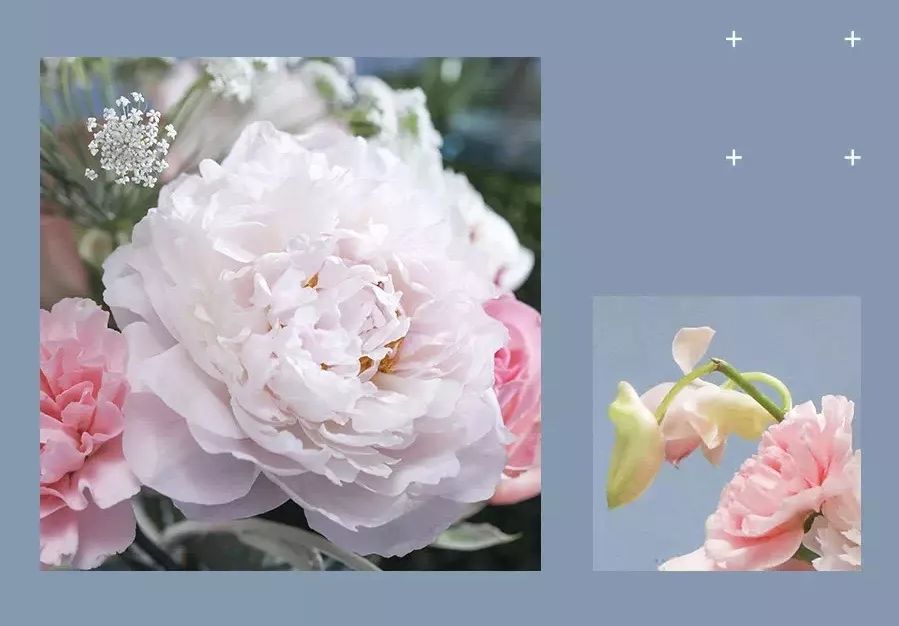 微店上新!芍药花开方寸,邮品美不胜收