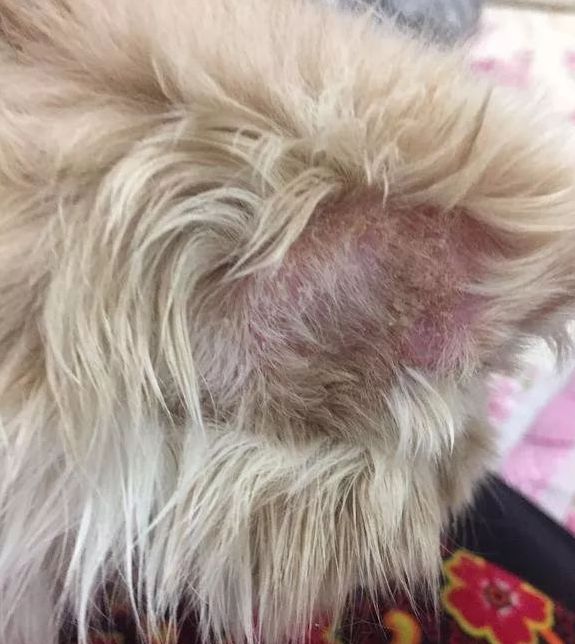 猫咪10种常见病图片,猫咪得了怪病咳嗽不止