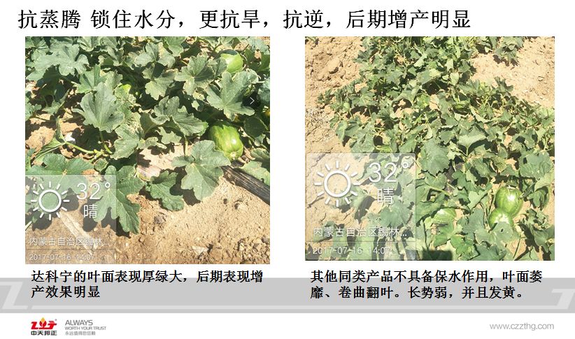 达科宁悬浮剂苗期能用吗,达科宁悬浮剂