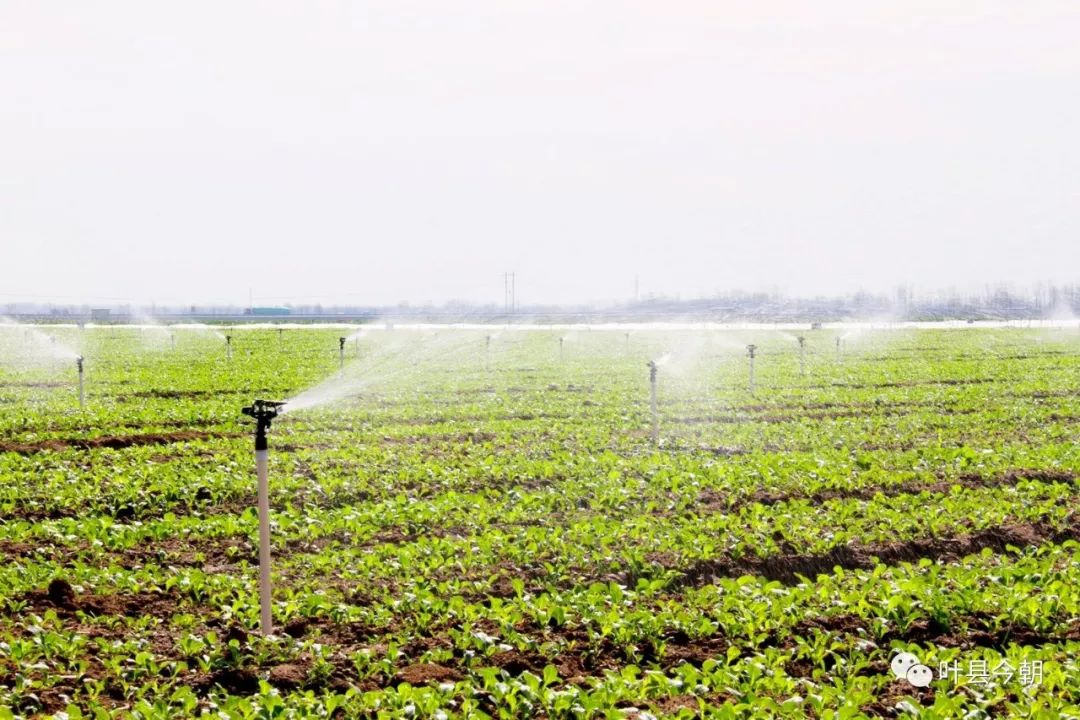 返乡创业为乡亲带来种植新理念,发展蔬菜种植助力乡村振兴