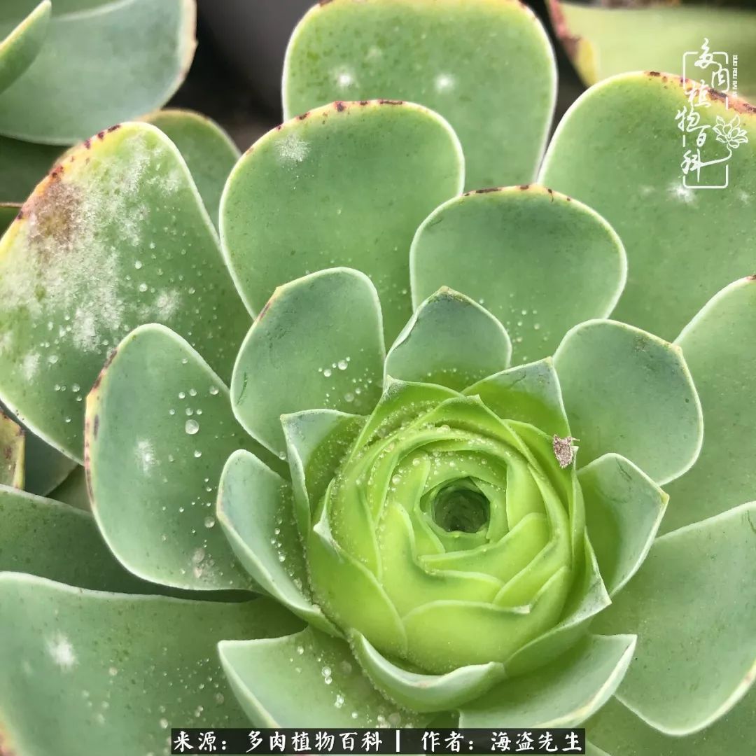 多肉山地玫瑰长了白粉病怎么办,山地玫瑰养花小知识