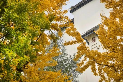 金科“洋房之父”|深度解析金科洋房20余载的迭代创新