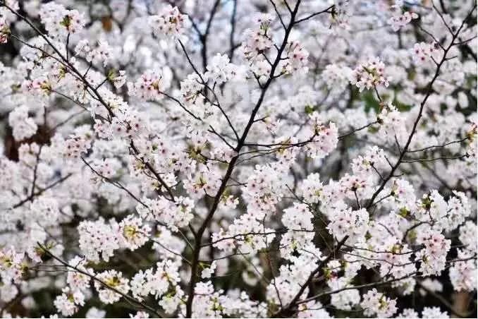 都挺好坐公交车,上海地铁7号线美景