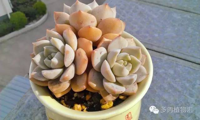 露养的多肉梅雨季节怎么办,露养多肉下雨怎么办