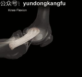 膝内侧副韧带损伤吃什么药,膝韧带损伤预防与康复训练