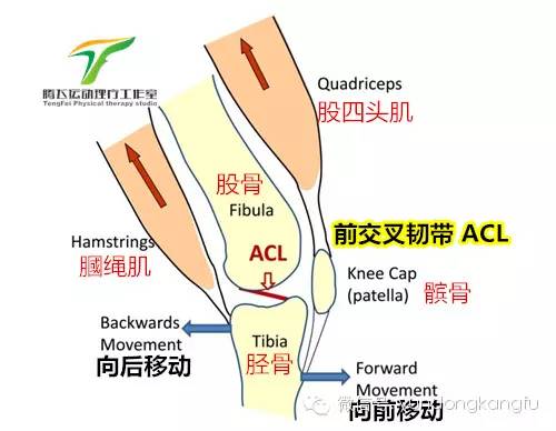 膝内侧副韧带损伤吃什么药,膝韧带损伤预防与康复训练