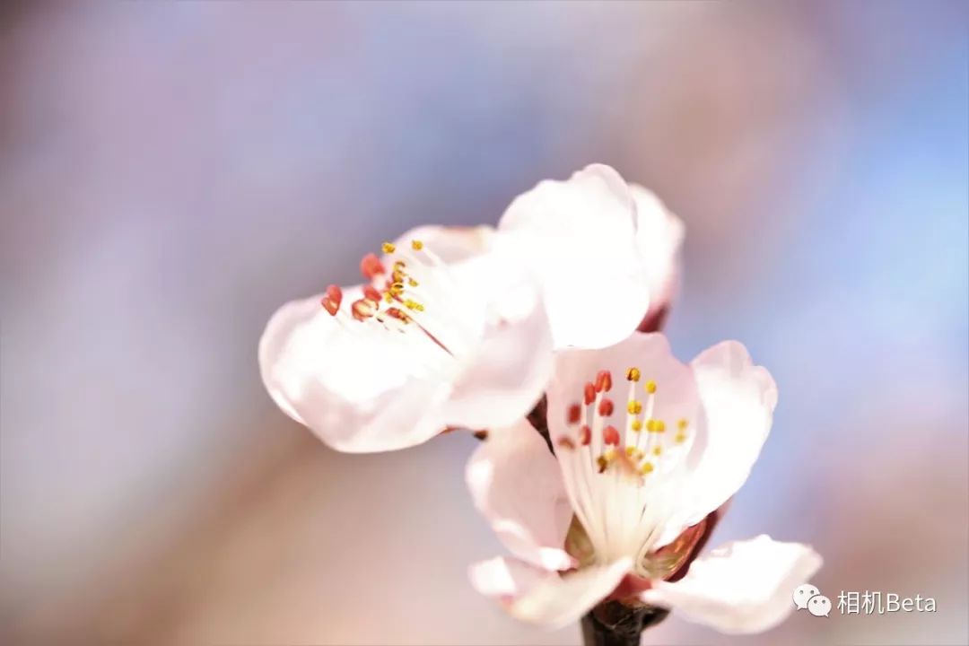 老蛙10mmf2.8多少钱,老蛙100mmf2.82倍微距